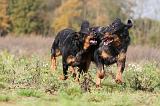 BEAUCERON 352